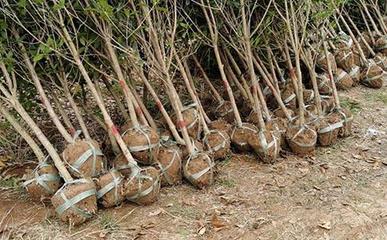 苗木為什么要移栽