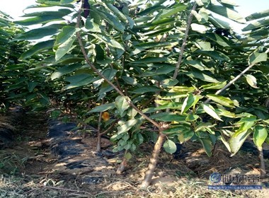 【冬天可以栽植櫻桃苗嘛光澤度好紅手球櫻桃苗廠家價格】泰安高新區旺運苗木中心