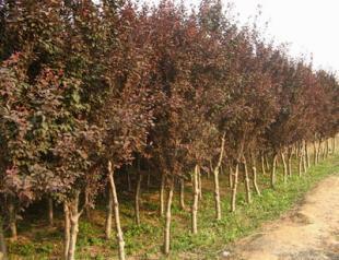 春季綠化苗木管理法國槐 法桐_農(nóng)副產(chǎn)品