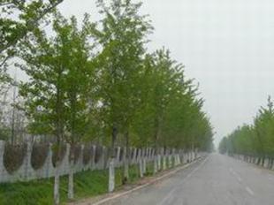 供應(yīng)國槐坤恒苗木基地合歡樹基地_農(nóng)副產(chǎn)品