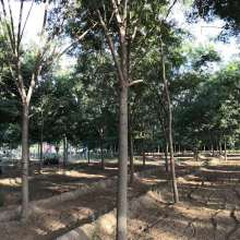 2019綠化苗木價(jià)格 報(bào)價(jià) 綠化苗木批發(fā) 第4頁 園林網(wǎng)