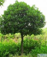 大量0怡程苗圃桂花,米徑15公分八月桂[供應]_綠化苗木_世界工廠網(wǎng)中國產(chǎn)品信息庫