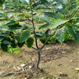 燕紅板栗苗基地 燕紅板栗苗報價及價位