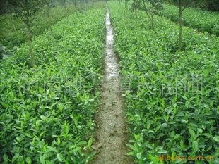 供應精品綠化苗木,綠籬指導價 供應精品綠化苗木,綠籬廠商 供應精品綠化苗木,綠籬廠商 圖 盡在農(nóng)苗網(wǎng) 長沙縣跳馬鎮(zhèn)譚氏苗圃