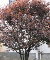 大量低價(jià)紅葉李,丁香,紅葉碧桃,合歡,國槐等綠化苗木(圖)