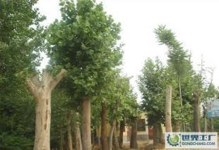 低價(jià)0法桐、欒樹、合歡、國槐、柳樹等常規(guī)苗木_農(nóng)副產(chǎn)品_世界工廠網(wǎng)中國產(chǎn)品信息庫