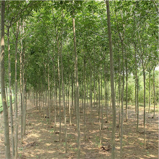 自產(chǎn)綠化苗木 白蠟基地 現(xiàn)場(chǎng)起苗 庭院室外種植樹 白蠟苗 速生白蠟樹苗圖片_高清圖_細(xì)節(jié)圖-肥城市富順家庭農(nóng)場(chǎng)