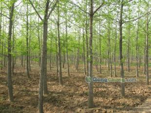 供應(yīng)櫻花,黑松等綠化苗木優(yōu)質(zhì)供應(yīng)-山東銀杏樹價(jià)格|敬高銀杏園林_傳媒、廣電_世界工廠網(wǎng)中國產(chǎn)品信息庫