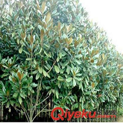 供應(yīng)花卉綠化工程苗 廣玉蘭小苗批發(fā) 2-3-5-8-10公分-沭陽縣萬花軒苗圃提供供應(yīng)花卉綠化工程苗 廣玉蘭小苗批發(fā) 2-3-5-8-10公分的相關(guān)介紹、產(chǎn)品、服務(wù)、圖片、價(jià)格沭陽縣萬花軒苗圃、綠化苗木;果樹;盆景;種子;承接綠化工程