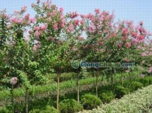 供應(yīng)咨詢優(yōu)質(zhì)紫薇 前來(lái)參觀5cm紫薇苗木 紫薇基地信息 1391_農(nóng)副產(chǎn)品_世界工廠網(wǎng)中國(guó)產(chǎn)品信息庫(kù)