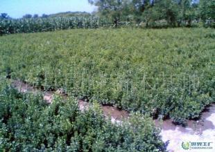 批發(fā)銷(xiāo)售綠化苗木小葉黃楊_農(nóng)副產(chǎn)品_世界工廠網(wǎng)中國(guó)產(chǎn)品信息庫(kù)