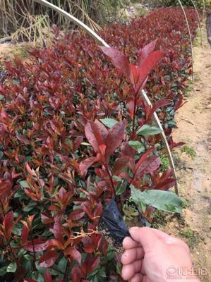 【綠化灌木紅葉石楠袋苗銷(xiāo)售、質(zhì)優(yōu)價(jià)廉】綠化苗木,價(jià)格,廠家,供應(yīng)商,花木,龍海市東泗興輝園藝場(chǎng) - 產(chǎn)品庫(kù)