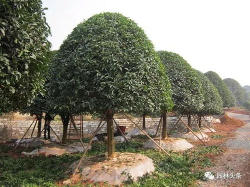 苗木移栽時注意這幾點(diǎn),后期病蟲害就會減少很多