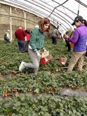 新聞 東寶章姬草莓苗大棚種植
