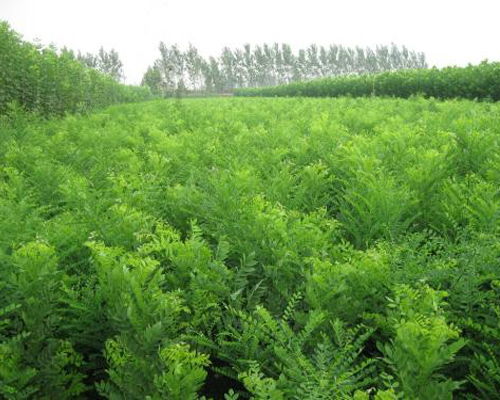 太原苗木基地誰家好 雅仕閣綠化苗木基地 太原苗木基地