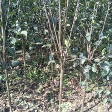 大葉女貞苗圃價(jià)格 大葉女貞苗圃公司 圖片 視頻