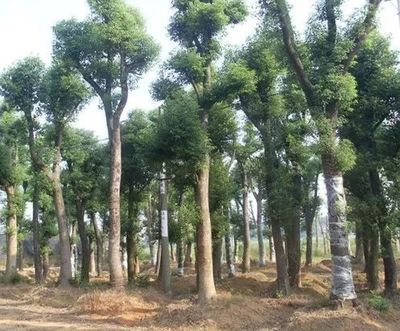 苗木生產(chǎn)方式與其背后的利益鏈!