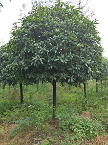 【桂花樹品種及價格,丹桂金桂,桂花樹基地綠化苗木】- 