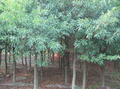 海寧苗木-海寧杜英