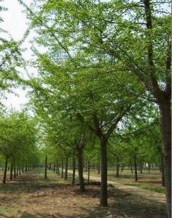供應(yīng)銀杏樹(shù),山東銀杏樹(shù),海峰銀杏苗木基地_紡織、皮革_世界工廠網(wǎng)中國(guó)產(chǎn)品信息庫(kù)