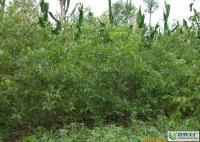 河北泊頭大量供各種棗樹(shù). 13513036619[供應(yīng)]_綠化苗木_世界工廠網(wǎng)中國(guó)產(chǎn)品信息庫(kù)