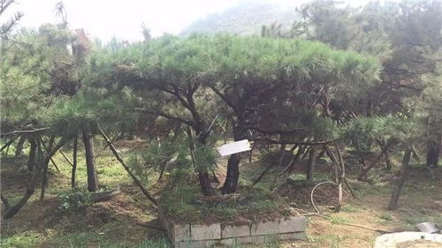 山東徐曉華 苗木未來(lái)的發(fā)展還是需要夯實(shí)的產(chǎn)品質(zhì)量基礎(chǔ)