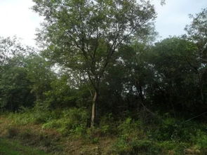 教你幾招能讓你的苗木賣出一個(gè)高價(jià)錢