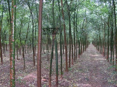 耐寒苗木、北欒、垂柳、旱柳、國(guó)槐圖片