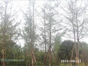 供應(yīng)成都哪里有樸樹苗木,成都銀杏苗木價(jià)格,美森園藝_農(nóng)副產(chǎn)品_世界工廠網(wǎng)中國(guó)產(chǎn)品信息庫(kù)