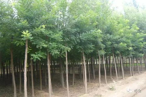 2017年國內部分地區(qū)苗木市場情況分析