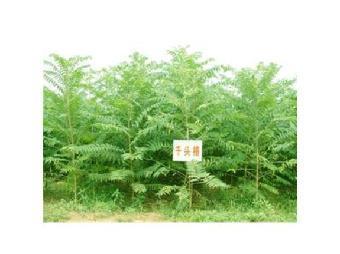 江蘇千頭椿苗木批發(fā)價格表查詢_志趣網