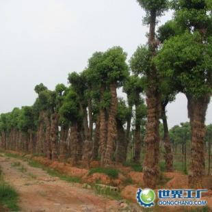 供應苗木供應商;湖南香樟,中國香樟網,求購香樟,香樟價格_農副產品_世界工廠網中國產品信息庫