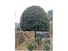 長沙市雨花區(qū)瑞達綠化苗木場產品展示