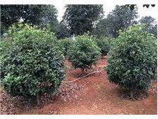 瀏陽柏湖苗木專業(yè)合作社產品展示