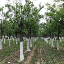 2020綠化苗木價格 報價 綠化苗木批發(fā) 第6頁 園林網(wǎng)