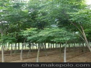 綠化苗木臭椿供應商,價格,綠化苗木臭椿批發市場 