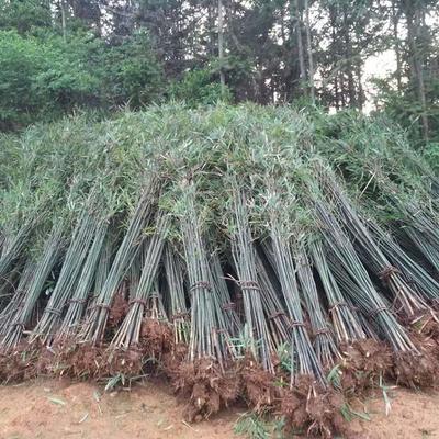 批發(fā)采購四季竹_苗木產(chǎn)品圖片