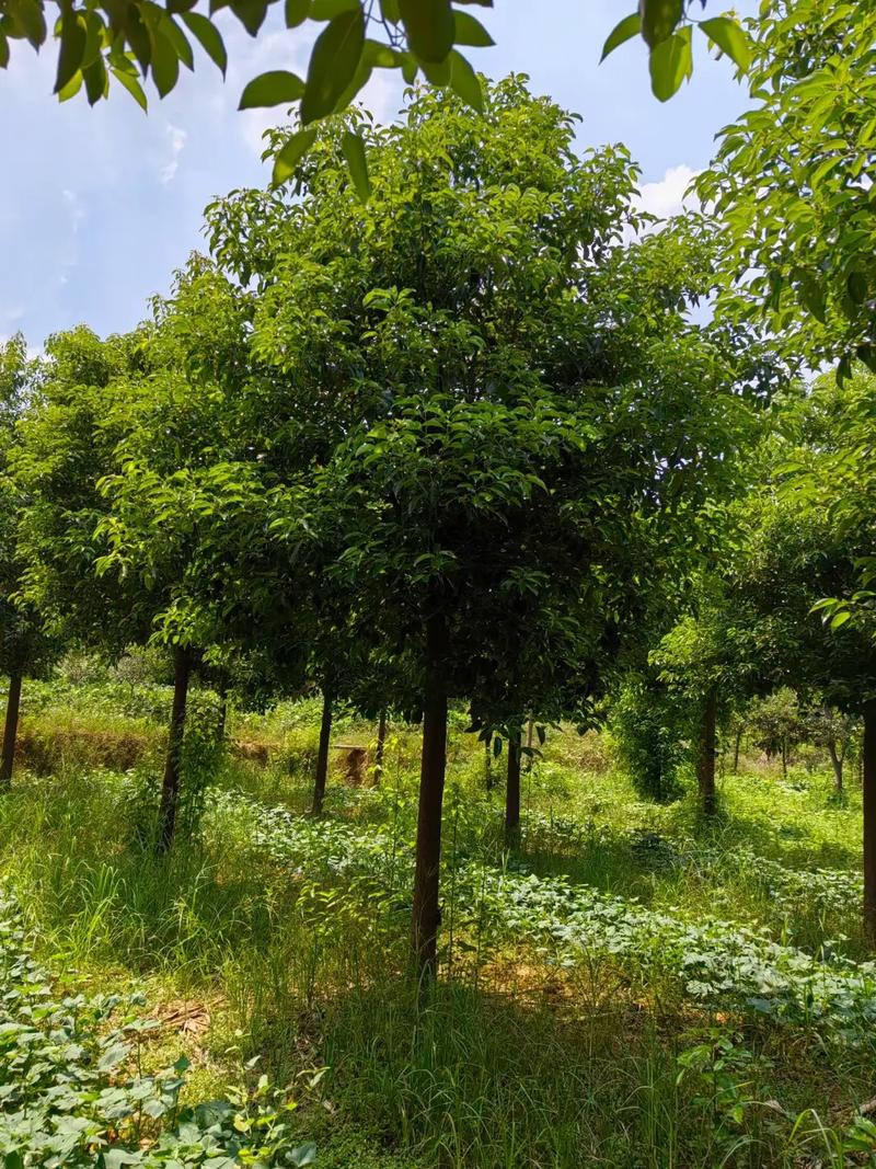 #精品苗木 處理12