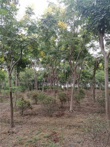 驚爆 上海50畝苗圃征遷 苗木低價(jià)處理