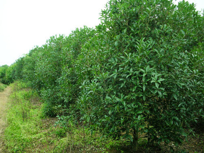 桂花——金華市雅畈澤文苗木場的優(yōu)質(zhì)苗木產(chǎn)品