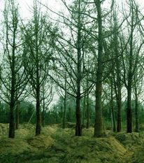 苗木供應信息 - 中國花木資訊網 | 園林苗木報價、供求信息與花木行情分析