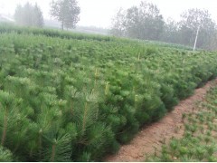 花卉苗木供應 黑松、側柏、油松種植指南與市場前景