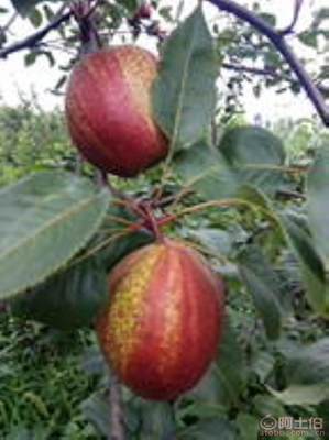 黃金梨苗種植與管理指南 栽種時間、水肥控制與生長表現